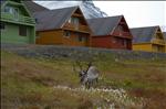 Svalbard Reindeer in Longyearbyen